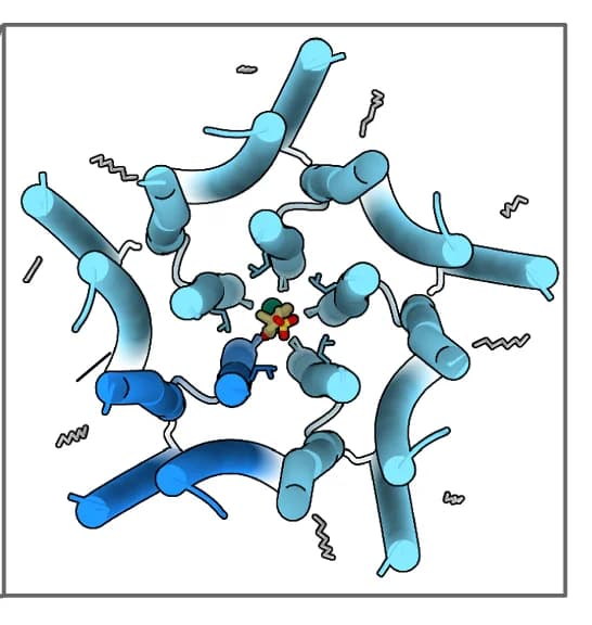 Open access visualization of Protein Structure, Chemical Structure, Transmembrane Domain, GABA, Pregnenolone Sulfate