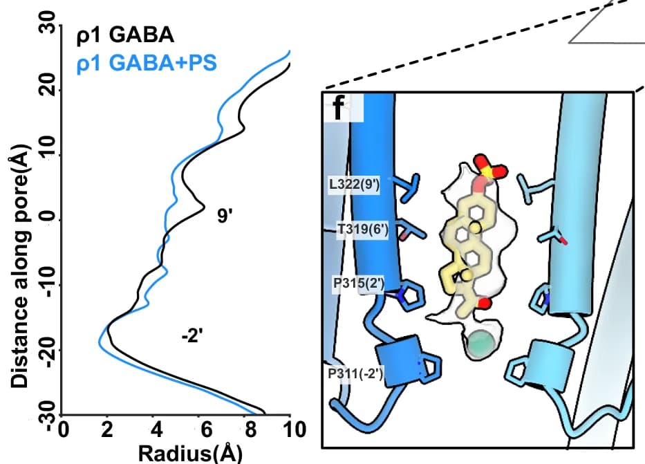 Open access visualization of Line Plot, Protein Structure, Pore Radius, GABA, Pregnenolone Sulfate