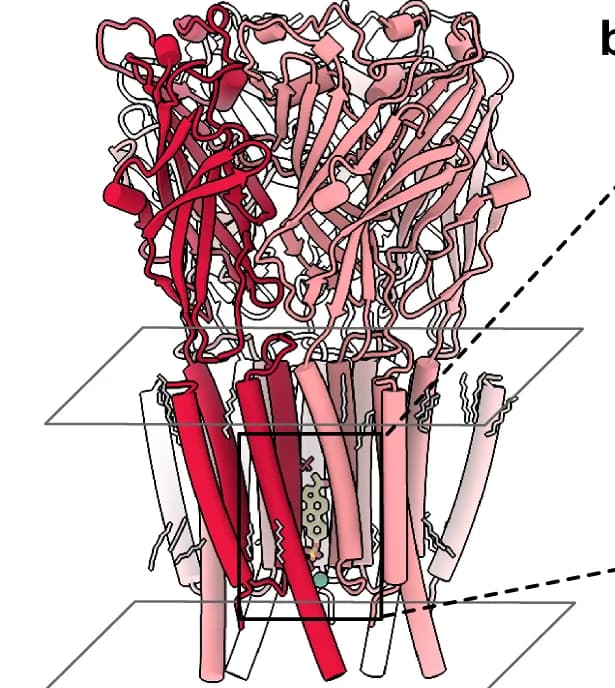 Open access visualization of Protein Structure, Chemical Structure, Cryo-EM, ρ1-EM, PS