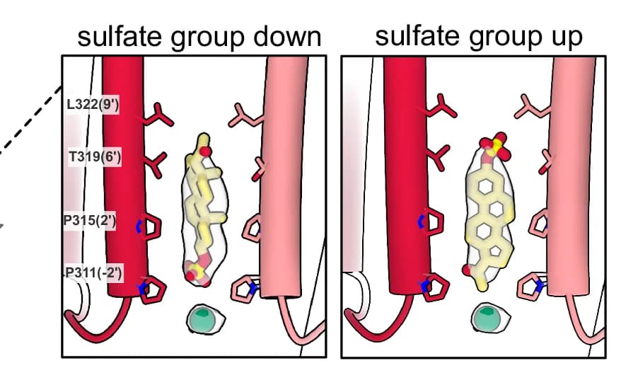 Open access visualization of Protein Structure, Chemical Structure, Inner Pore, ρ1-EM, PS