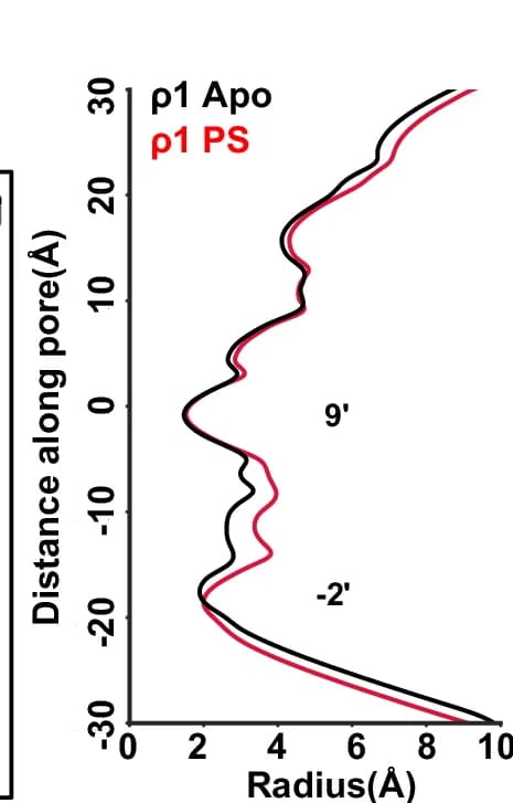 Open access visualization of Line Plot, Pore-radius Profiles, Apo, PS-bound, ρ1-EM