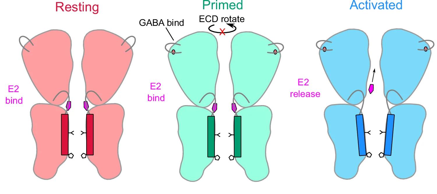 Open access visualization of Workflow, Illustration, E2, ECD-TMD Interface, Allosteric Conformational Transitions