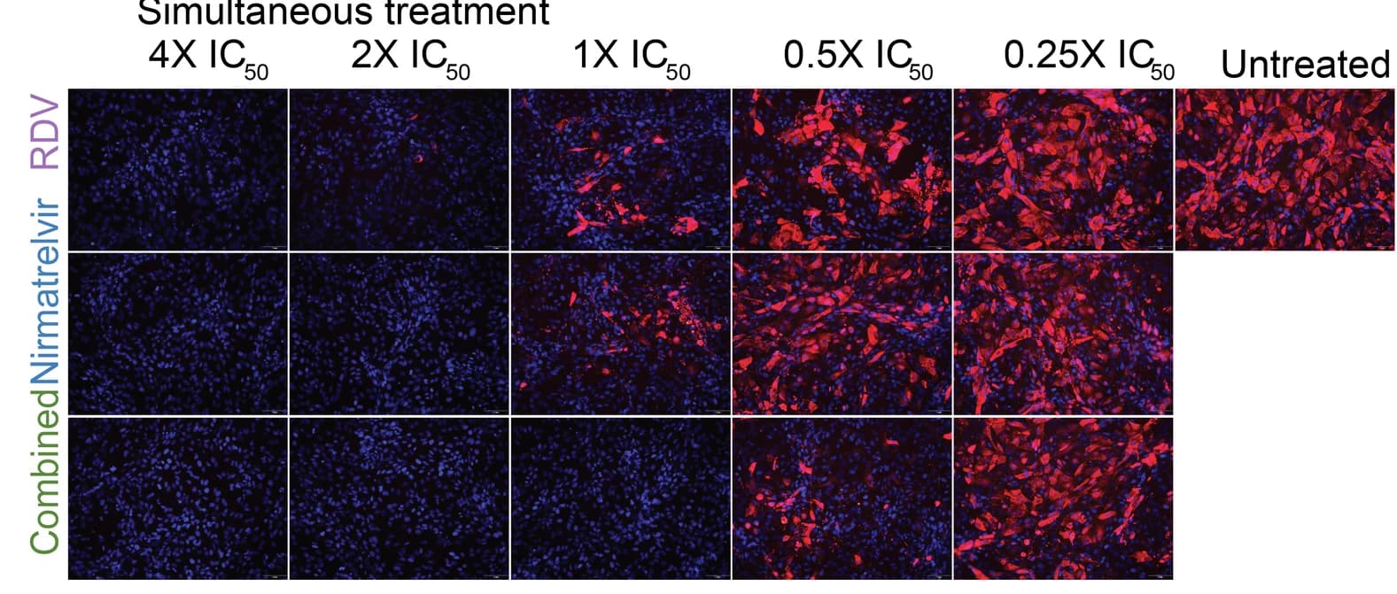 Open access visualization of Microscopy, Vero E6 Cells, Nirmatrelvir, Remdesivir, SARS-CoV-2