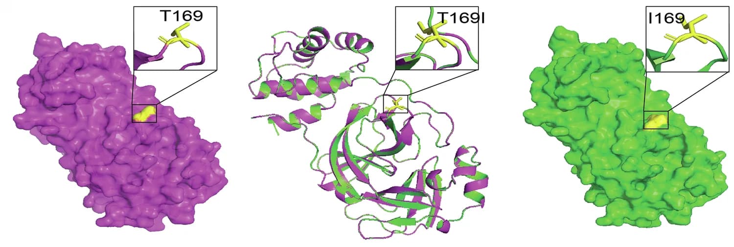 Open access visualization of Protein Structure, nsp5, nsp12, Protein Models, WT