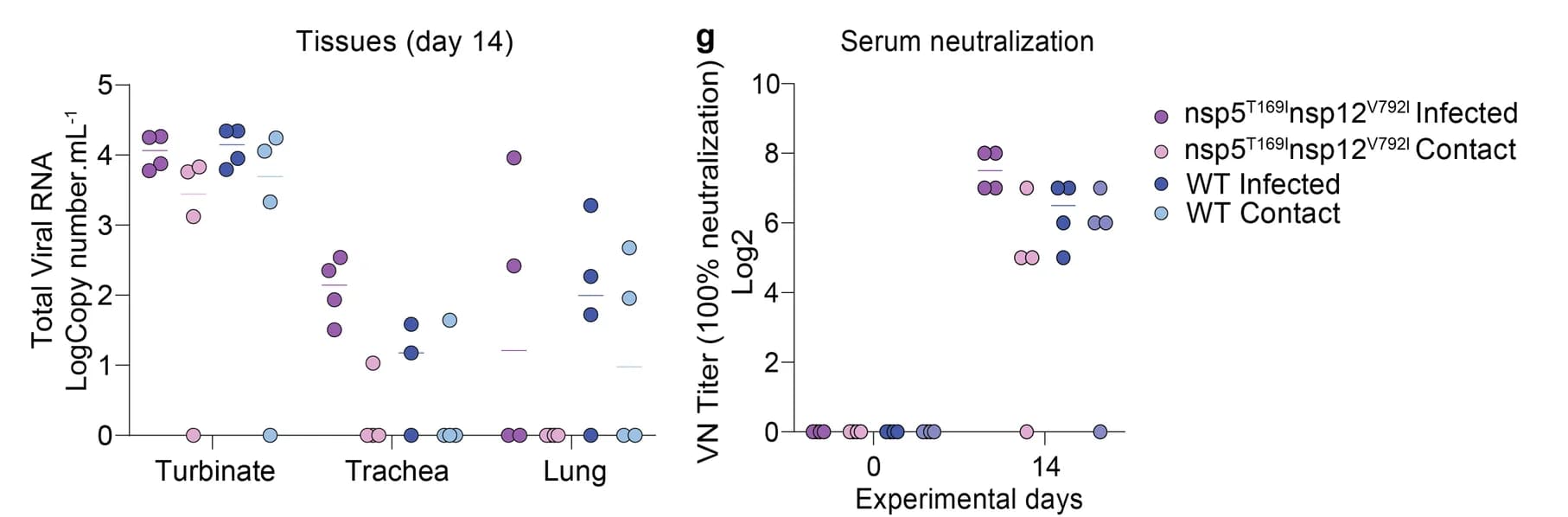 Open access visualization of Scatter Plot, SARS-CoV-2, RNA Load, Nasal Turbinate, Trachea