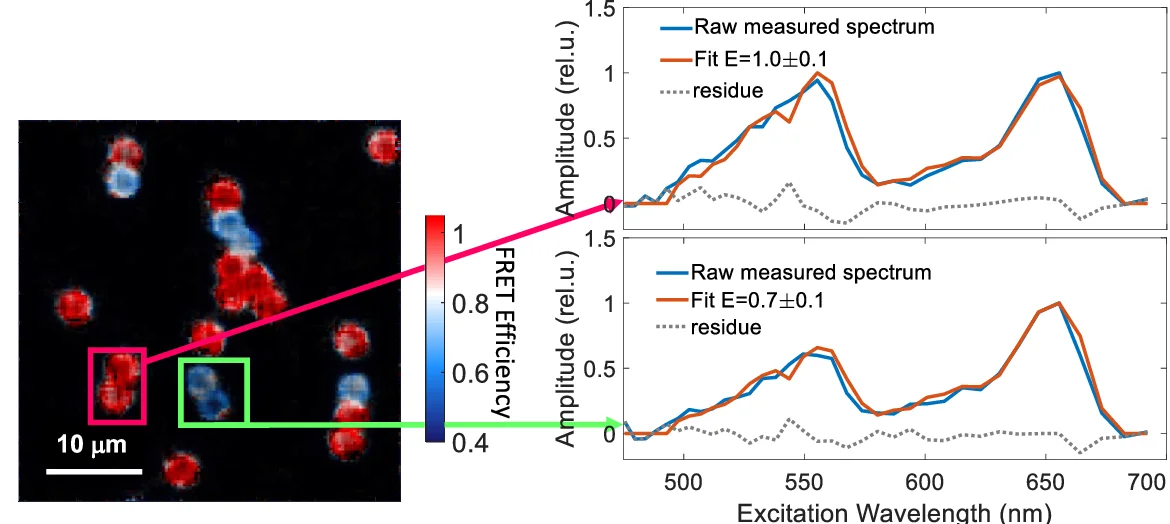 Open access visualization of Microscopy, Line Plot, ixFLIM, Image, Beads