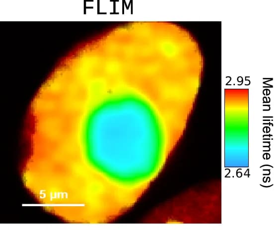 Open access visualization of Microscopy, FLIM, HEK-cell Nucleus, Emission Lifetime