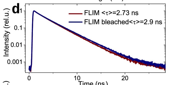 Open access visualization of Line Plot, ixFLIM Spectra, Nucleus, Detection Time, Acceptor Bleaching