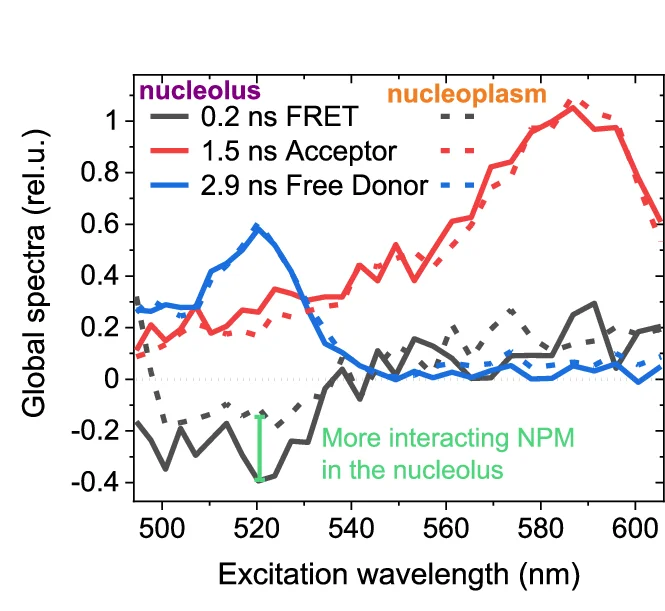 Open access visualization of Line Plot, Global Analysis, Nucleolus, Nucleoplasm, Spectra