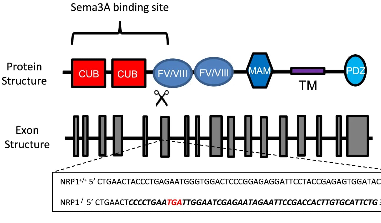 Open access visualization of Protein Structure, Illustration, NRP1 Protein, Genomic Structure, gRNAs