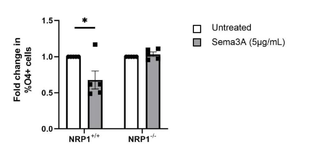 Open access visualization of Bar Plot, Error Bars, O4+ Oligodendrocytes, NRP1, SEMA3A