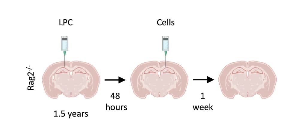 Open access visualization of Workflow, Illustration, Experimental Outline, Rag2 -/- Mice, LPC Lesion