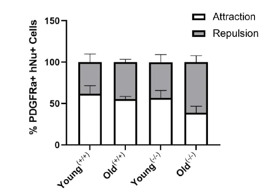 Open access visualization of Stacked Bar Plot, Error Bars, NRP1 +/+, NRP1 -/-, Cell Migration