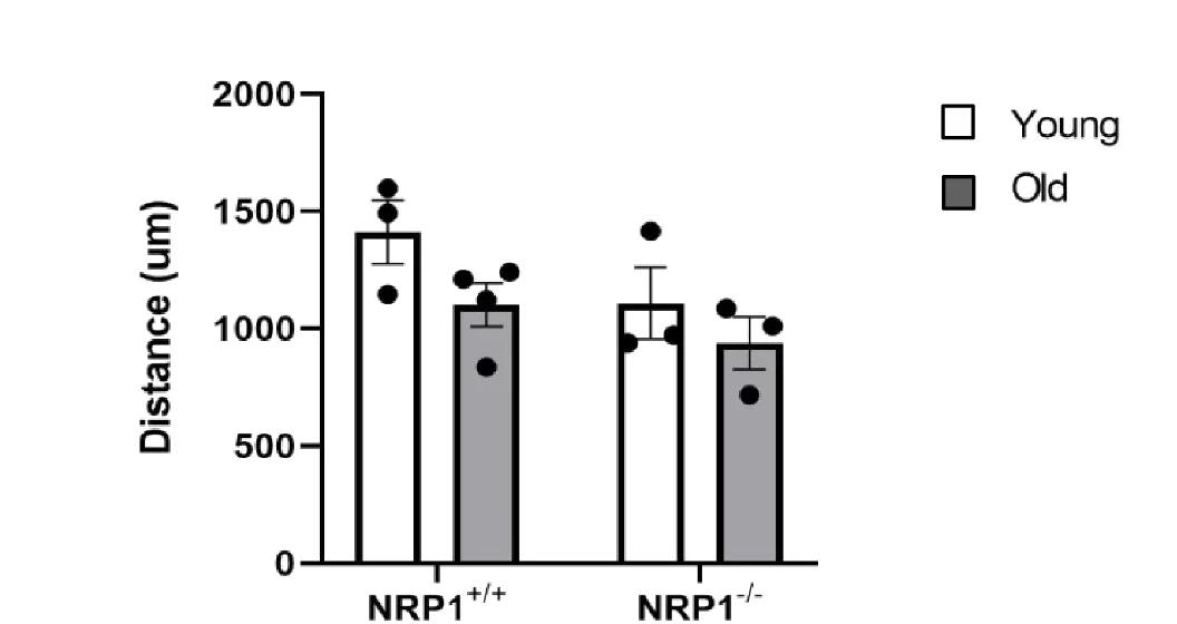 Open access visualization of Bar Plot, Error Bars, Clustered, Scatter Plot, NRP1 +/+ hOPCs