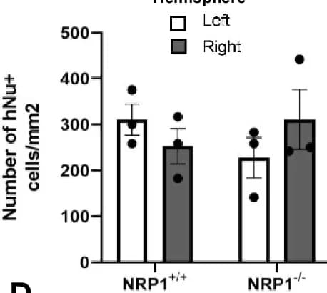 Open access visualization of Bar Plot, Error Bars, Clustered, NRP1 +/+ Cells, NRP1 -/- Cells