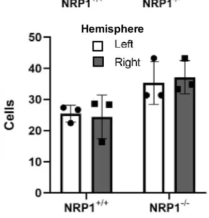 Open access visualization of Bar Plot, Clustered, Error Bars, NRP1 +/+ Cells, NRP1 -/- Cells