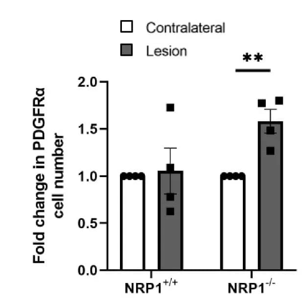 Open access visualization of Bar Plot, Error Bars, hOPCs, NRP1, PDGFRα