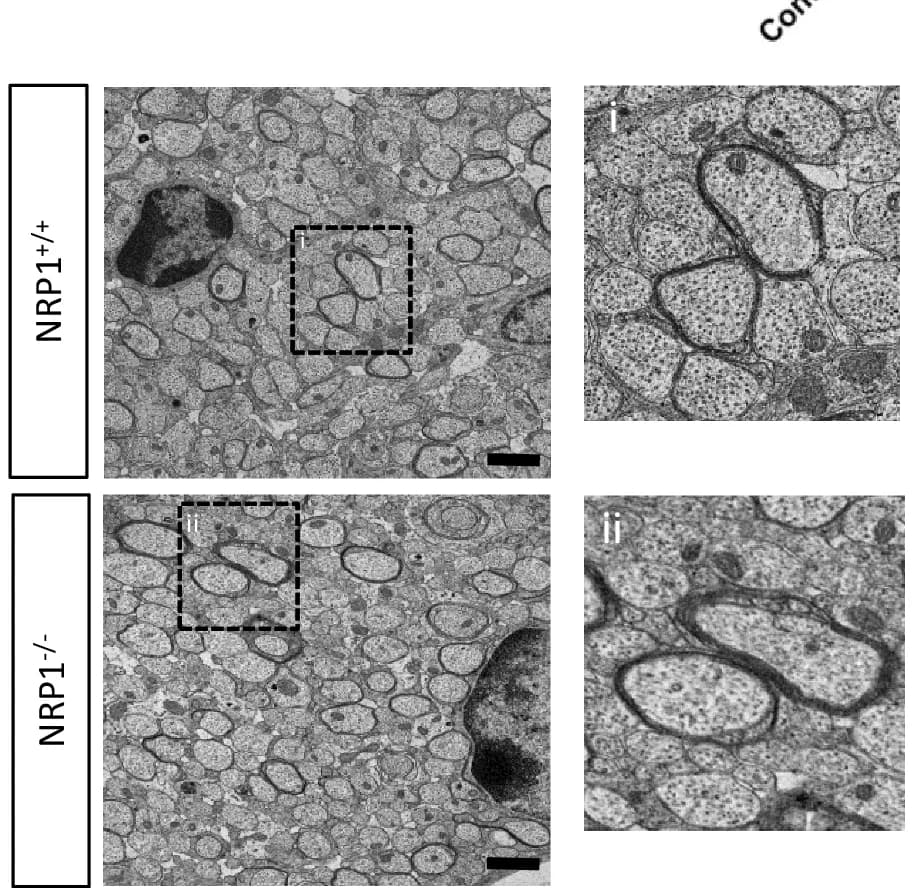 Open access visualization of Microscopy, EM Images, Corpus Callosum, Shiverer:Rag2 Mice, Oligodendroglia