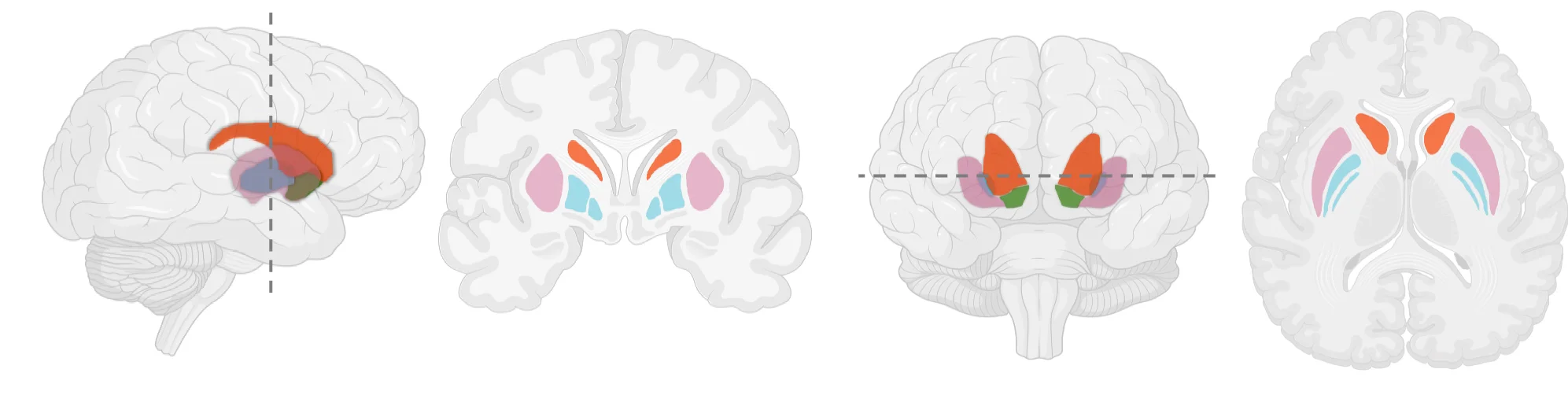 Open access visualization of Illustration, Basal Ganglia, Putamen, Pallidum, Caudate