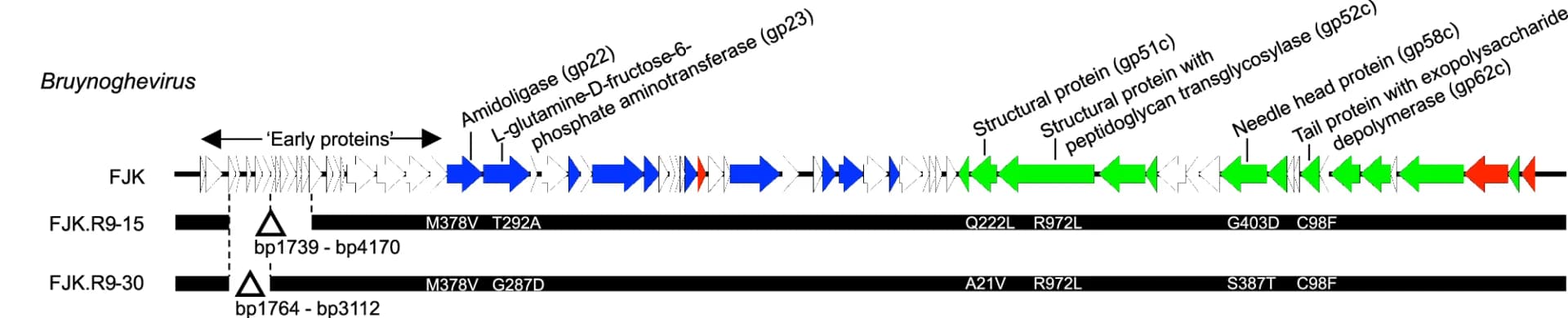 Open access visualization of Workflow, Illustration, Bacteriophage, Phage, Genome Map
