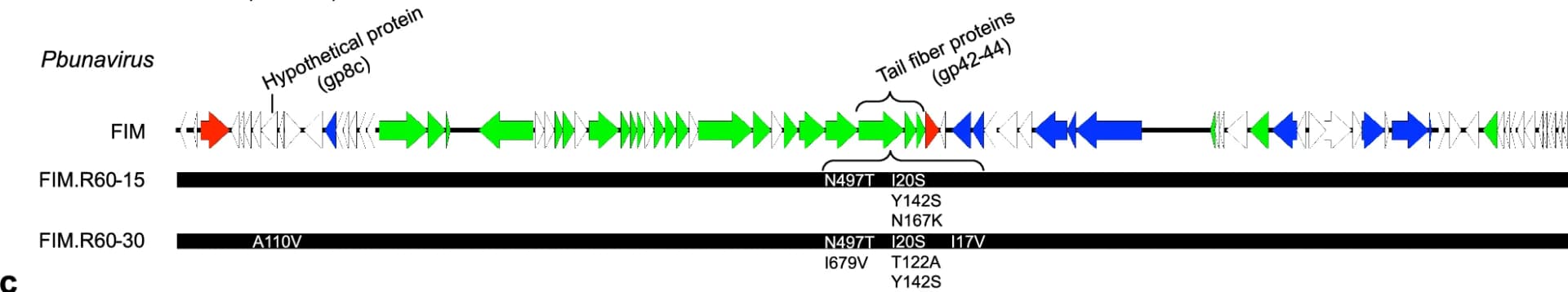 Open access visualization of Illustration, Workflow, Bacteriophage, Phage, Genome Map