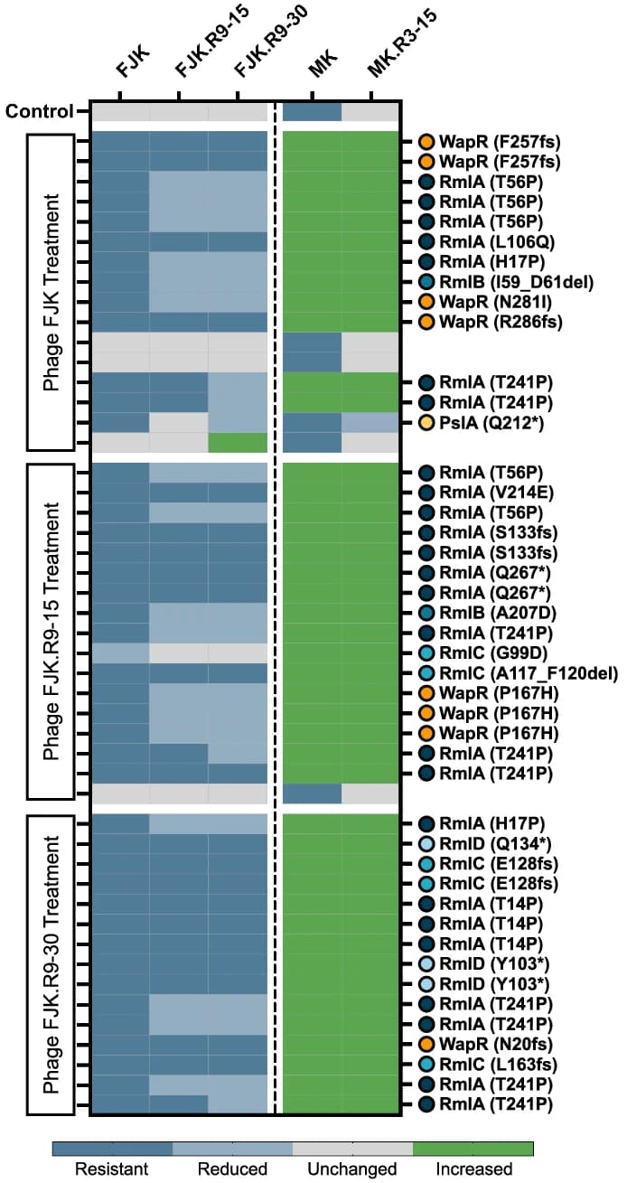 Open access visualization of Heatmap, Bacteriophages, Phages, Paer09 Strains, Efficiency of Plating