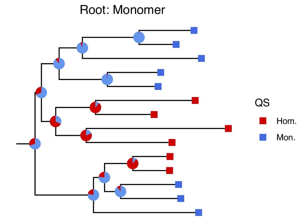 Open access visualization of Network, Pie Chart, Phylogenetic Trees, Ancestral States, Monomer