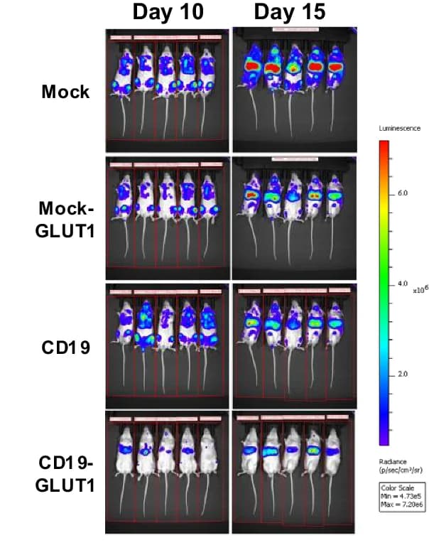 Open access visualization of Microscopy, Bioluminescent Imaging, Tumor Progression, In Vivo