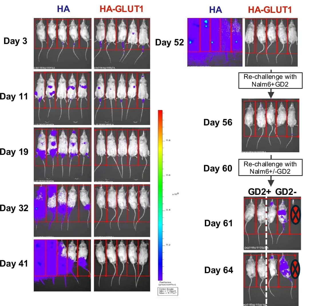 Open access visualization of Photo, Bioluminescent Imaging, Tumor Progression, In Vivo, HA-GLUT1 CAR-T Cells