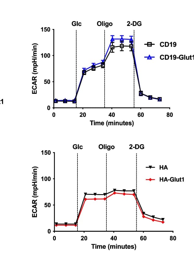 Open access visualization of Line Plot, Error Bars, ECAR, Glycolytic Stress Test, Seahorse