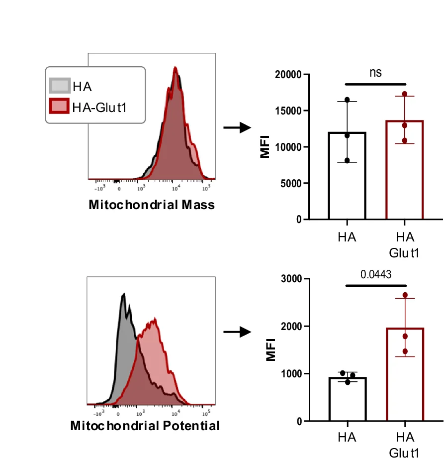 Open access visualization of Histogram, Bar Plot, Error Bars, Clustered, Mitochondrial Mass