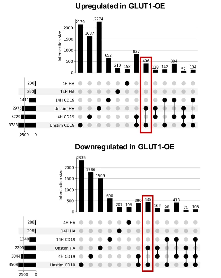 Open access visualization of Bar Plot, Upset, UpSet Plots, Gene Expression, GLUT1OE