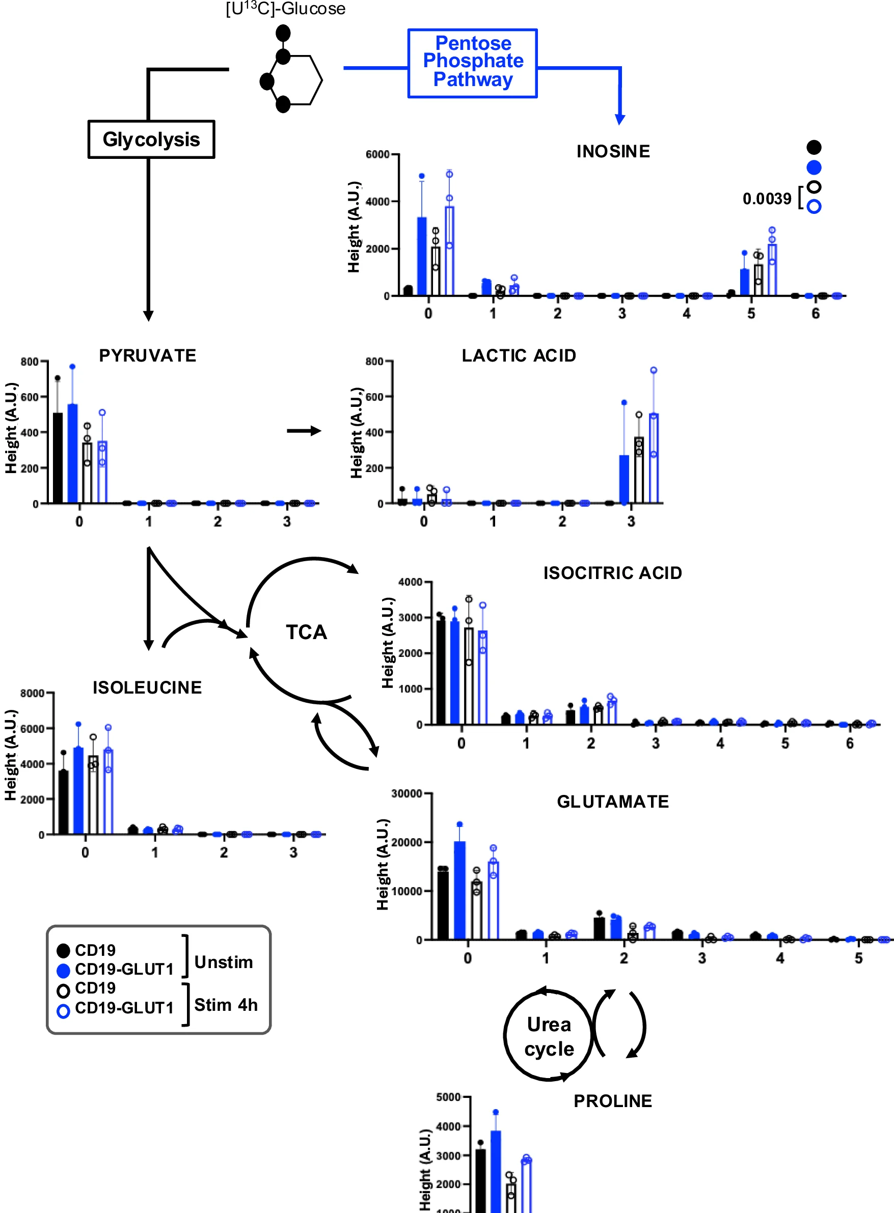 Open access visualization of Bar Plot, Workflow, Glucose Tracing, CAR-T Cells, GLUT1OE
