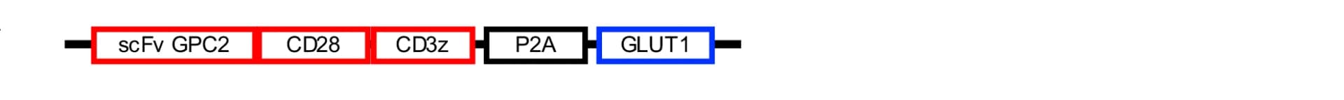 Open access visualization of Workflow, Flowchart, GPC2 CAR, GLUT1, Vector