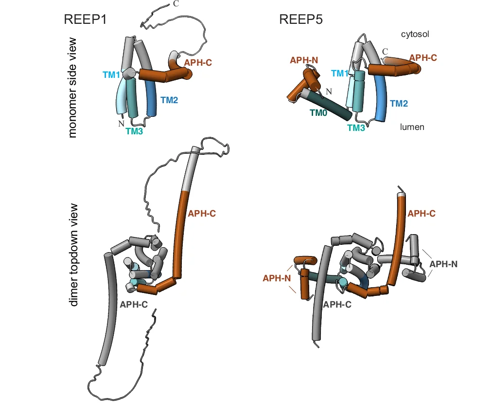 Open access visualization of Protein Structure, Alphafold-Predicted Models, Monomer, Homodimer, REEP1