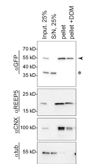 Open access visualization of Gel, Membrane Fractionation, U2OS Cells, REEP1-mEm, Cell Lysates