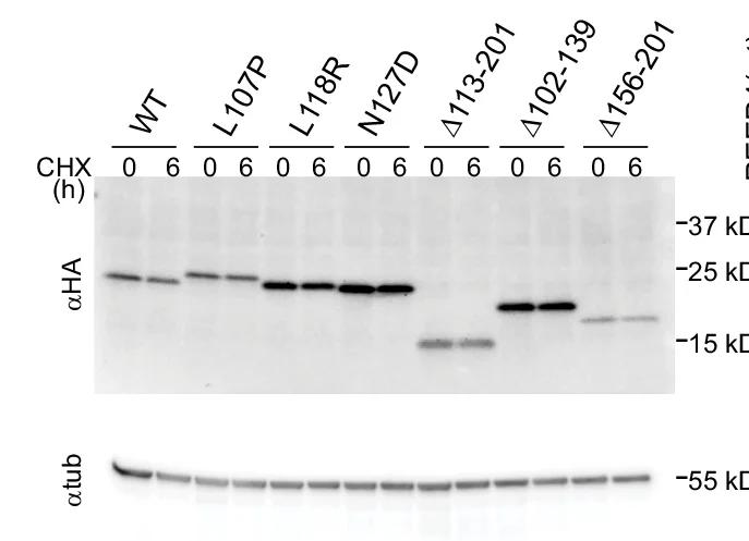 Open access visualization of Gel, C-terminal REEP1-HA Mutants, Cycloheximide Chase, HA-tagged REEP1, Immunoblotting