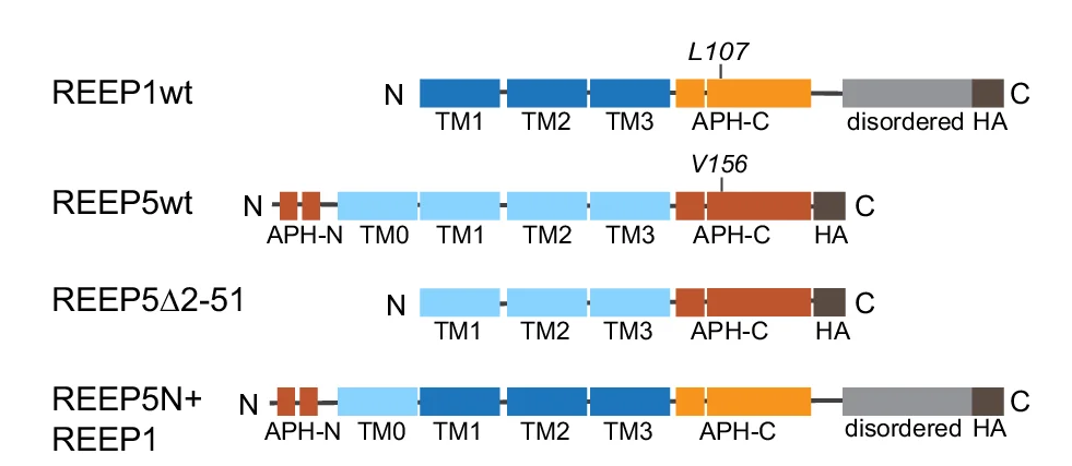 Open access visualization of Illustration, REEP5, REEP1, N-terminal deletion, Chimera constructs