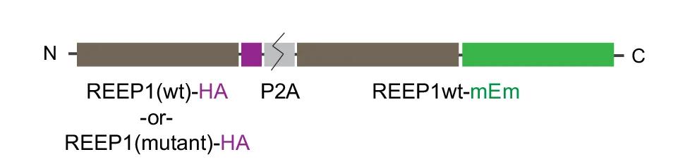 Open access visualization of Workflow, Illustration, REEP1 Constructs, HA-tagged REEP1, Wild-type REEP1