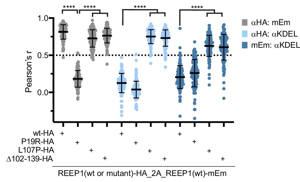 Open access visualization of Scatter Plot, Error Bars, Colocalization, REEP1 Constructs, Pearson’s Correlation Coefficients