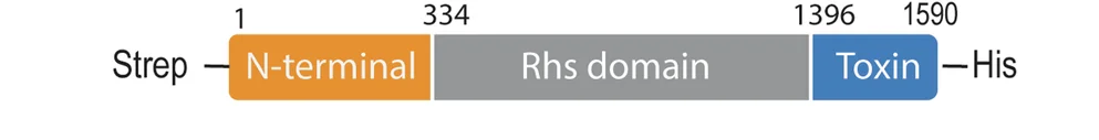 Open access visualization of Illustration, Tse15, N-terminal clade domain, Rhs domain, Toxin domain