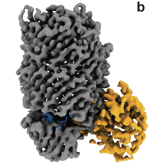 Open access visualization of Protein Structure, Density Map, Tse15, N-terminal Domain, Rhs Cage