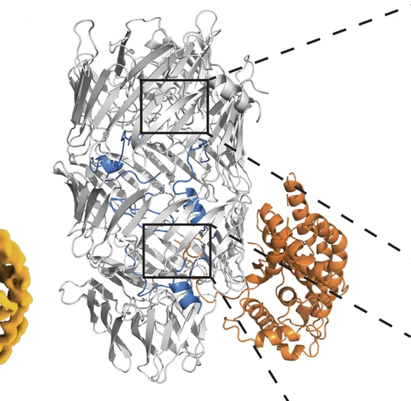 Open access visualization of Protein Structure, Chemical Structure, Cartoon Depiction, Tse15, Clade