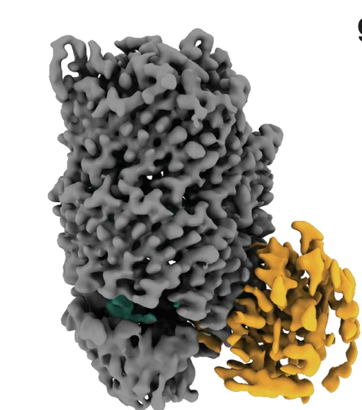 Open access visualization of Protein Structure, Density Map, Tse15 NN, N-terminal Domain, Rhs Cage