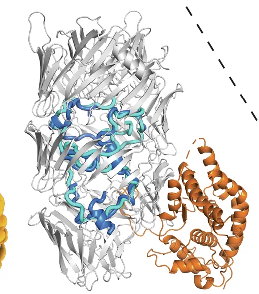Open access visualization of Protein Structure, Cartoon Depiction, Tse15, Tse15 NN, Peptide Toxin