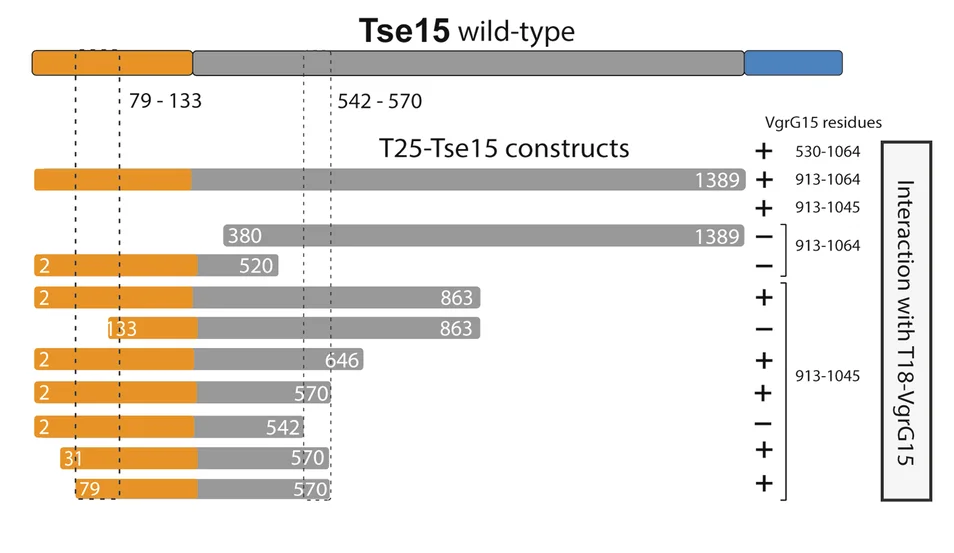 Open access visualization of Bar Plot, Stacked Bar Plot, Tse15, T25 Adenylate Cyclase Fragment, VgrG15