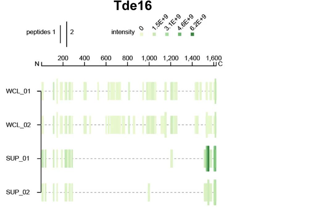 Open access visualization of Heatmap, Secretome Data, Tde16, Whole Cell Lysate, Supernatants