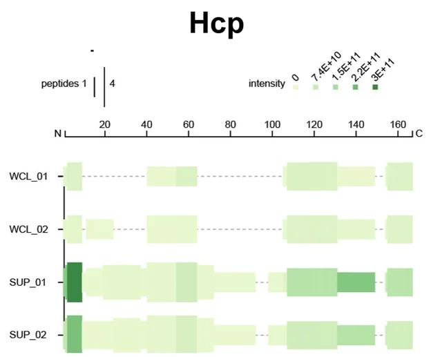 Open access visualization of Heatmap, Secretome Data, Hcp, T6SS Structural Subunit, Whole Cell Lysate