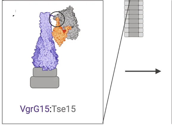Open access visualization of Protein Structure, Workflow, Illustration, Tse15, Rhs Domains