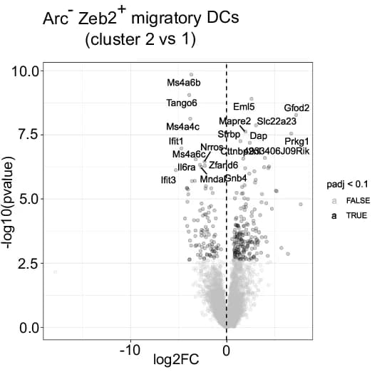 Open access visualization of Volcano Plot, Differentially Expressed Genes, Arc- Zeb2+ Migratory DCs, Cluster 2, Cluster 1
